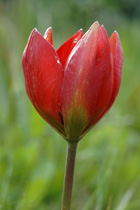 Tulpe Doerfler